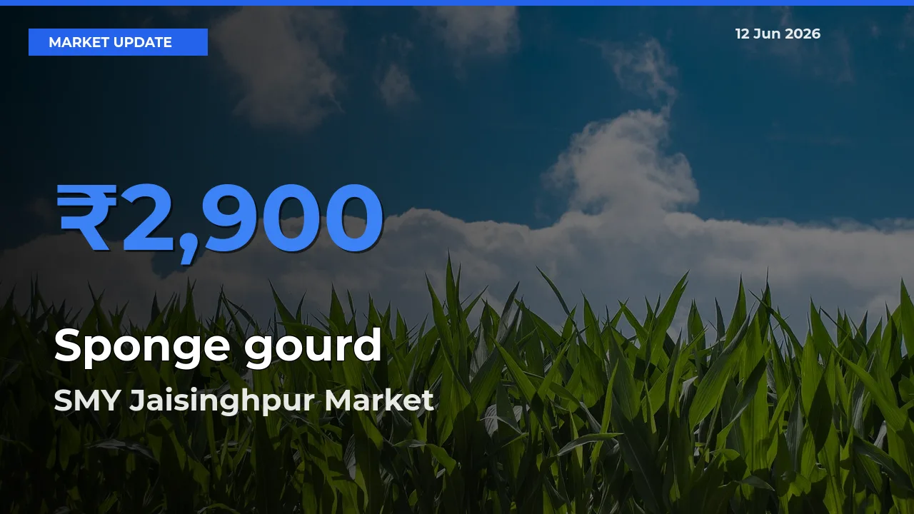 Top Performer! SMY Jaisinghpur Offers Best Sponge gourd Price Today