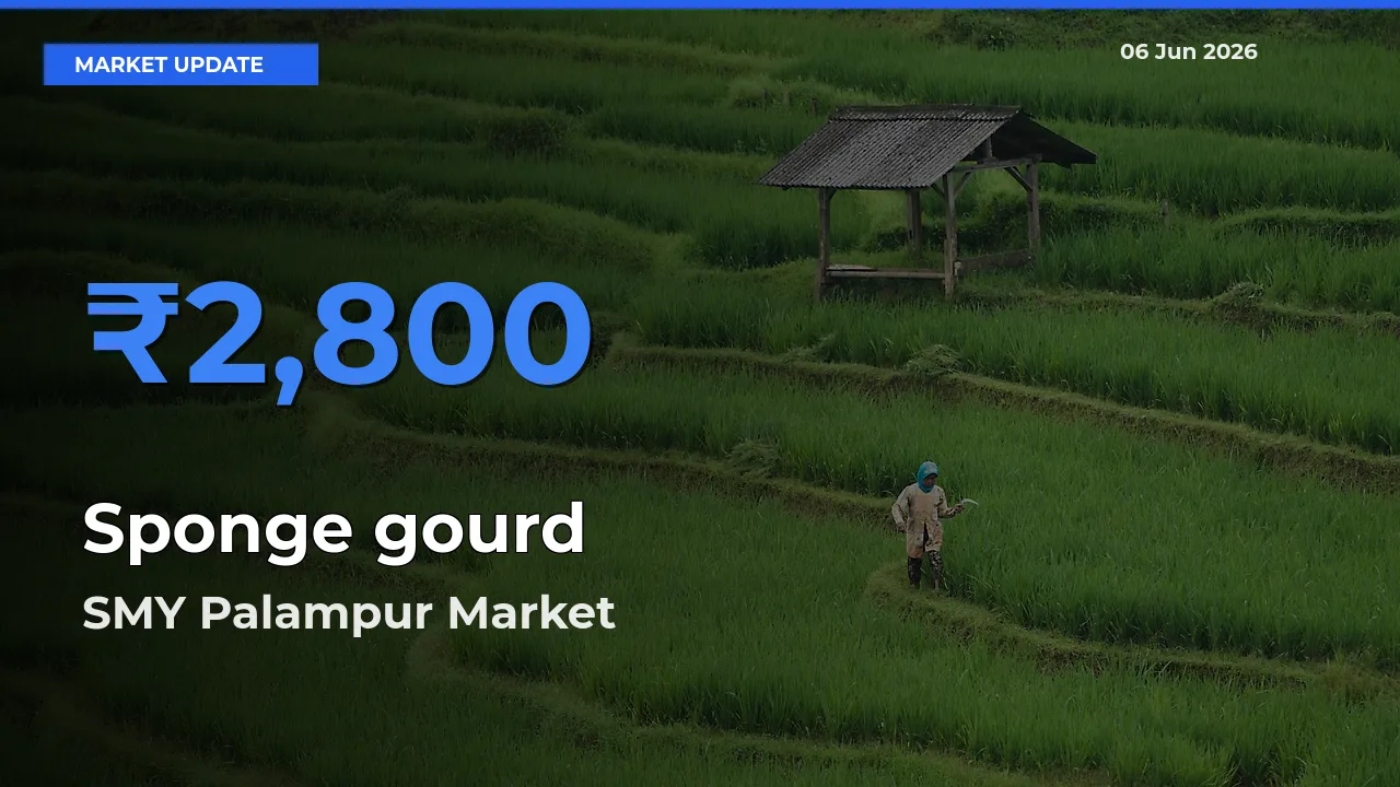 Sponge gourd Mandi Rate Today: SMY Palampur Tops the List