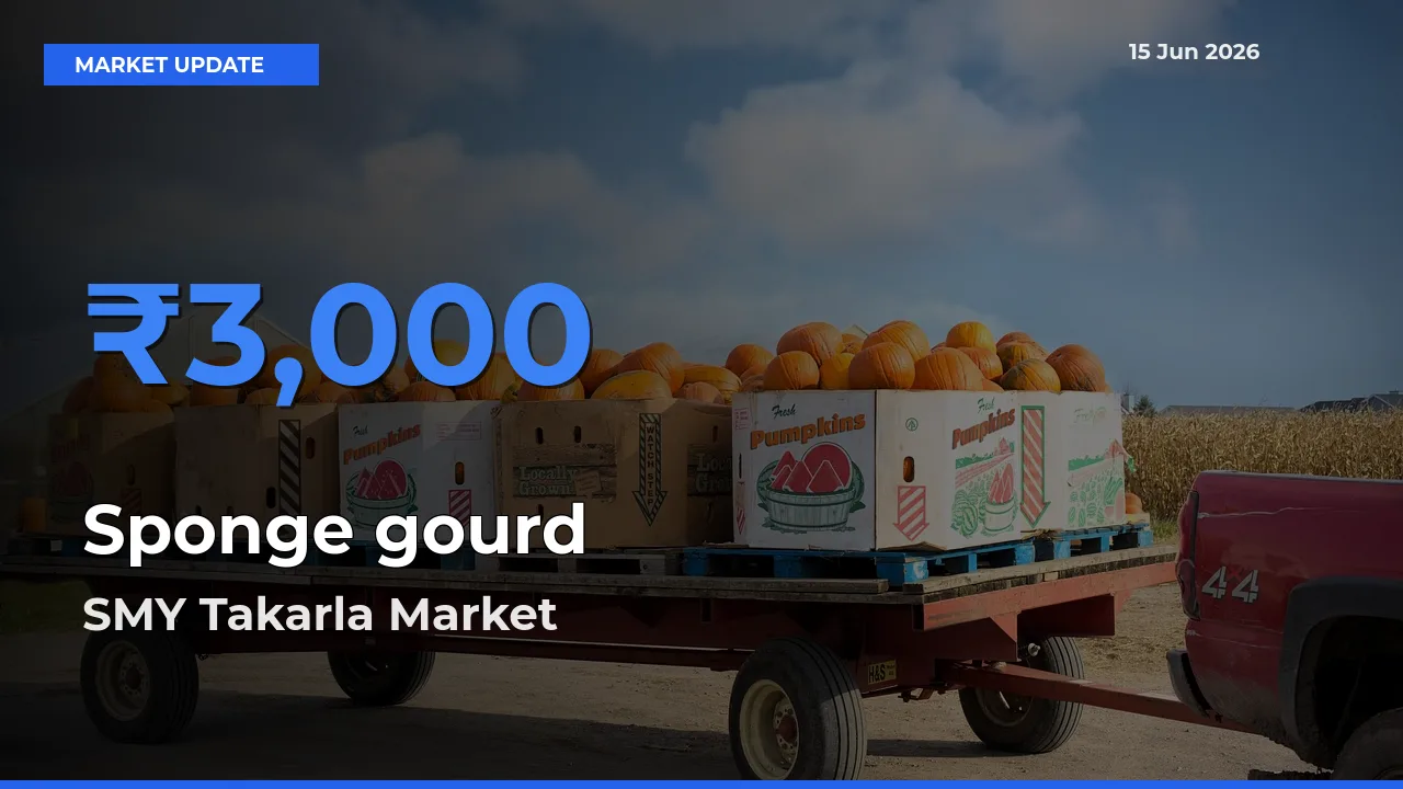 SMY Takarla Leads as Top Mandi for Sponge gourd Prices