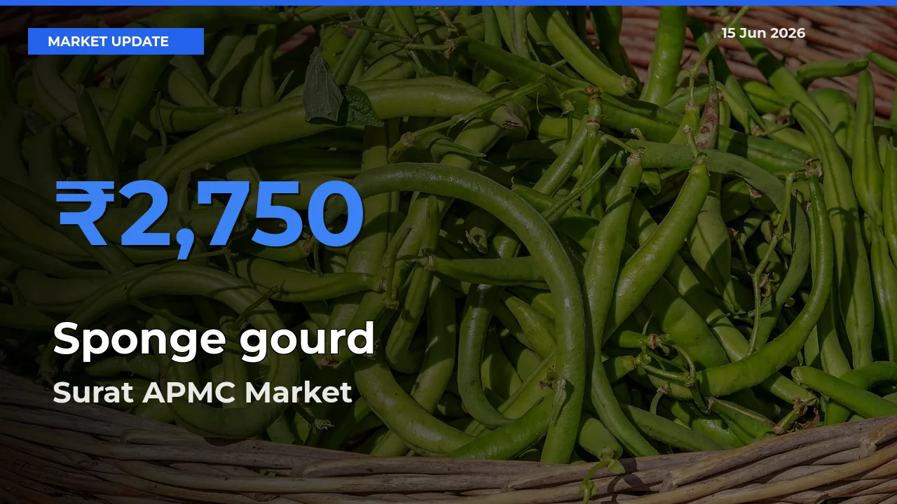 Surat APMC Leads as Top Mandi for Sponge gourd Prices