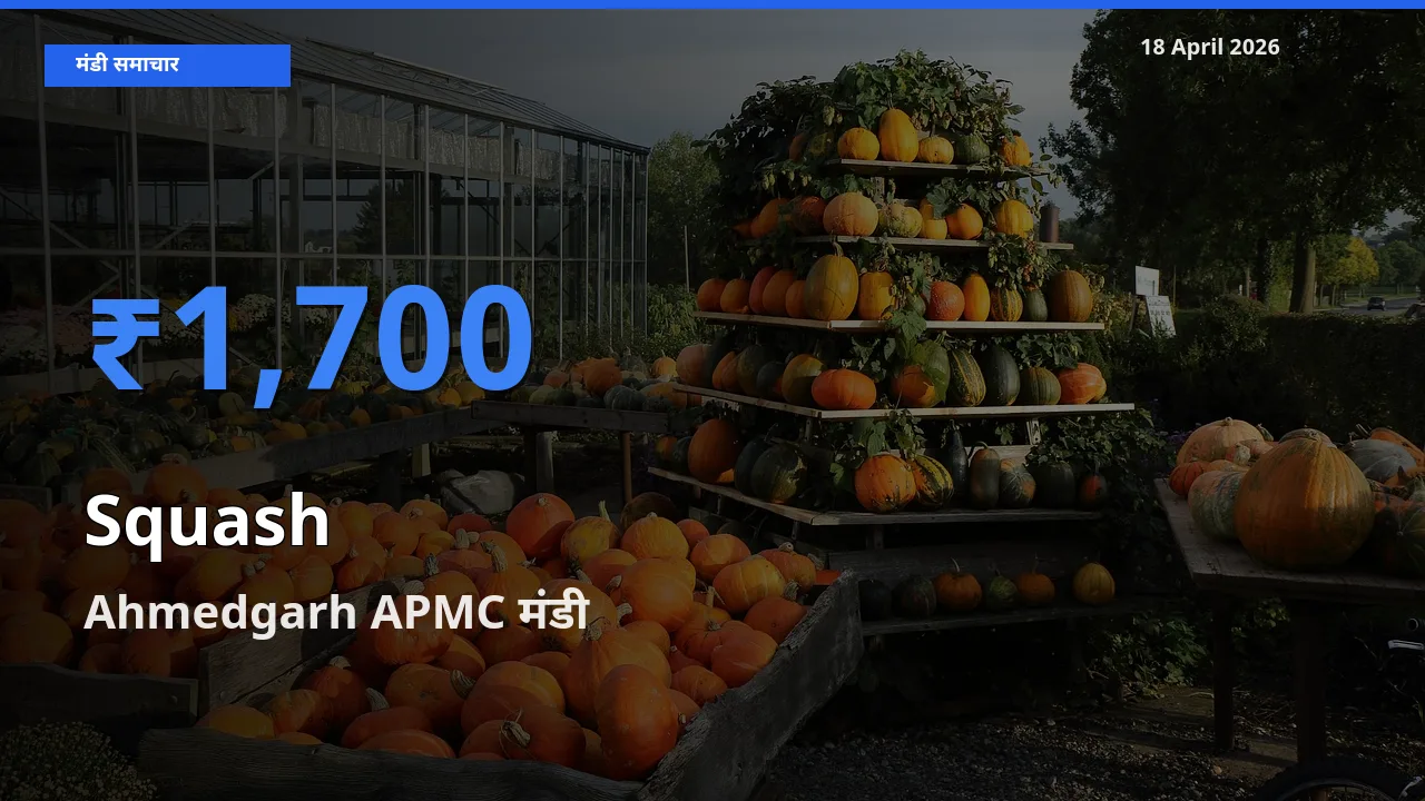Ahmedgarh APMC मंडी में कद्दू (कोहड़ा) ₹1,700 पर पहुँचा – आज का सर्वोच्च भाव