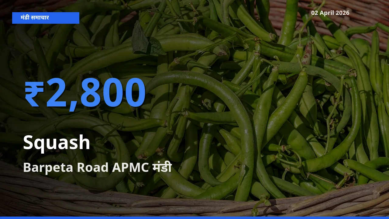 Barpeta Road APMC मंडी में आज कद्दू (कोहड़ा) के सबसे ऊँचे दाम दर्ज