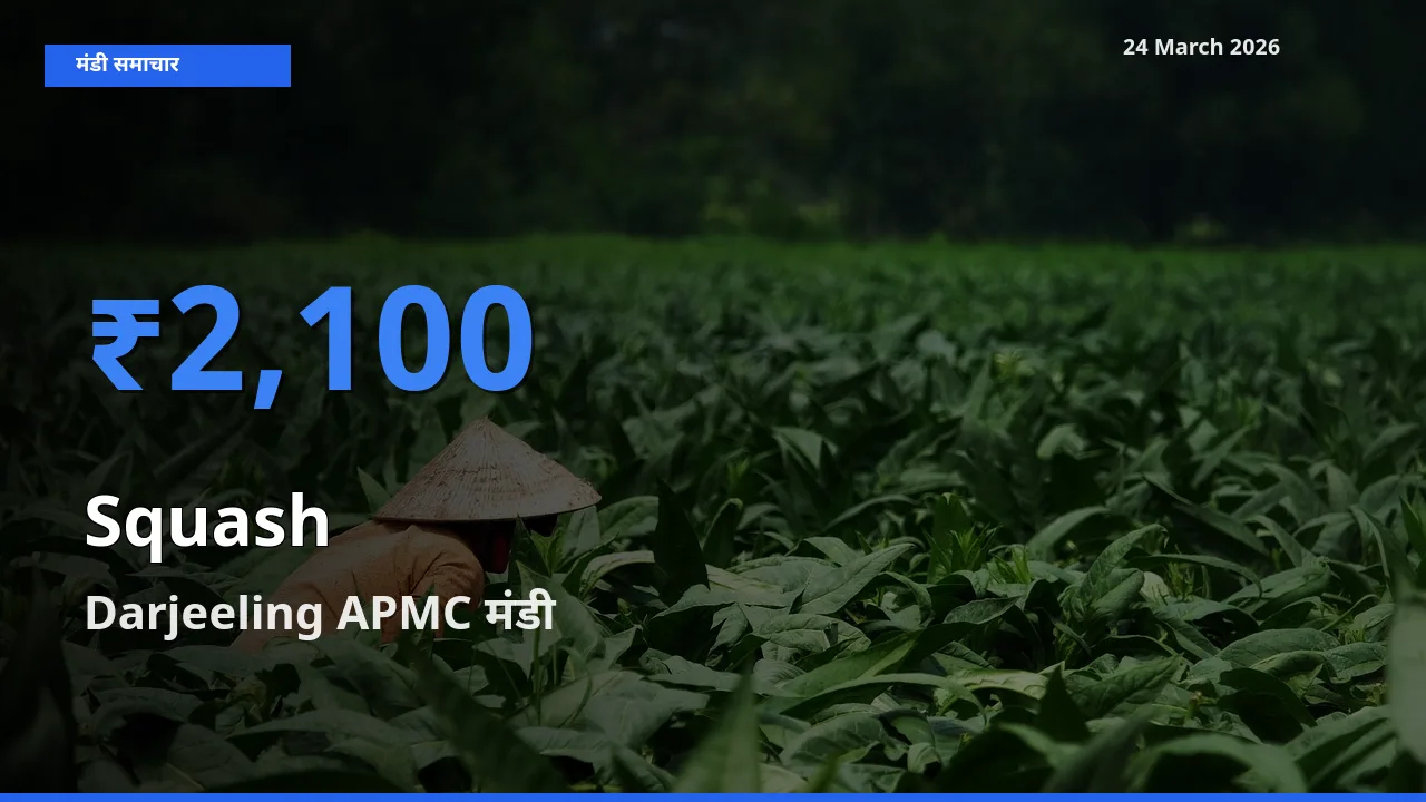 किसानों की पसंद बना Darjeeling APMC, कद्दू (कोहड़ा) के सबसे अच्छे दाम