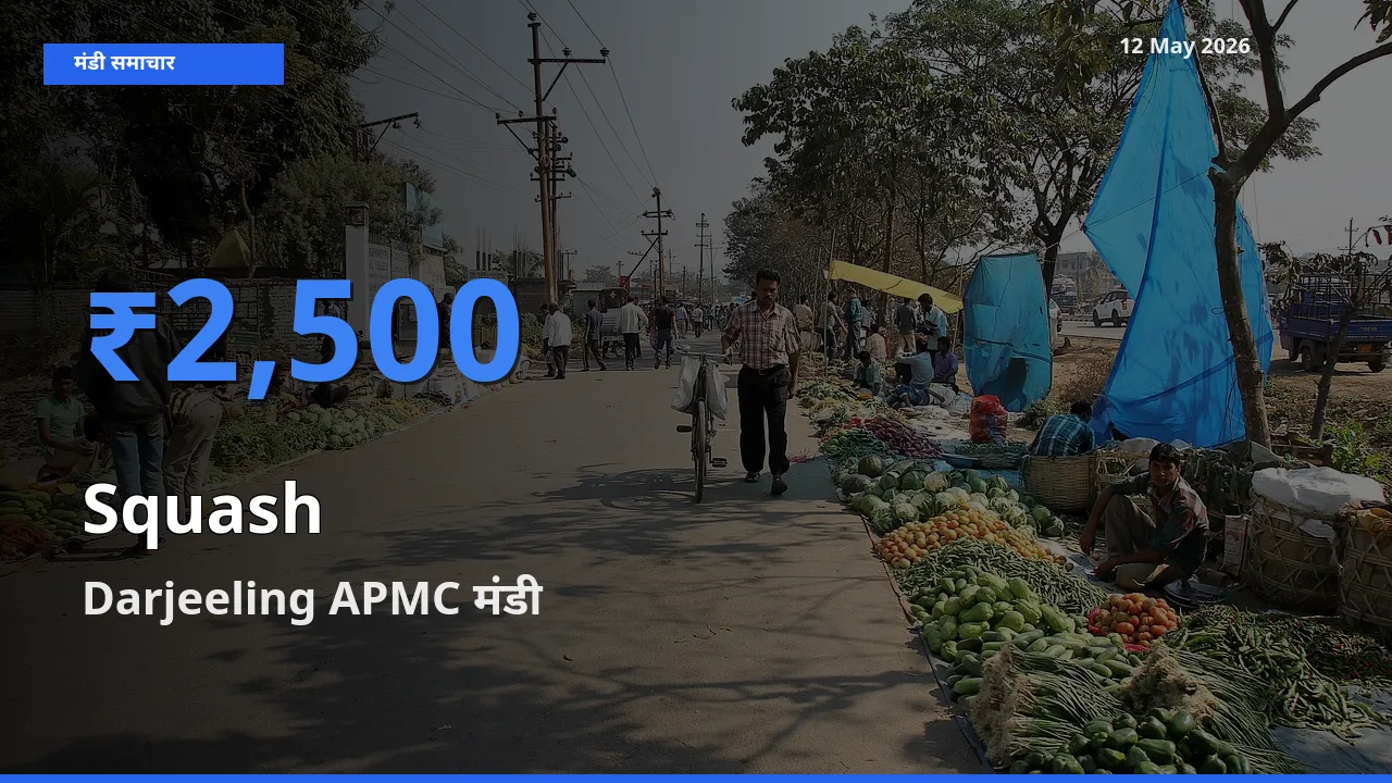 Darjeeling APMC मंडी में कद्दू (कोहड़ा) ₹2,500 पर पहुँचा – आज का सर्वोच्च भाव