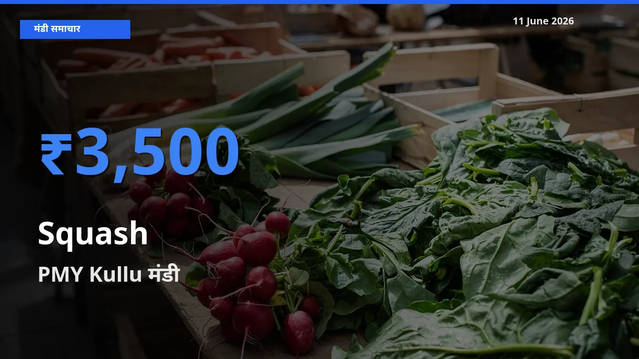 PMY Kullu मंडी में कद्दू (कोहड़ा) ₹3,500 पर पहुँचा – आज का सर्वोच्च भाव