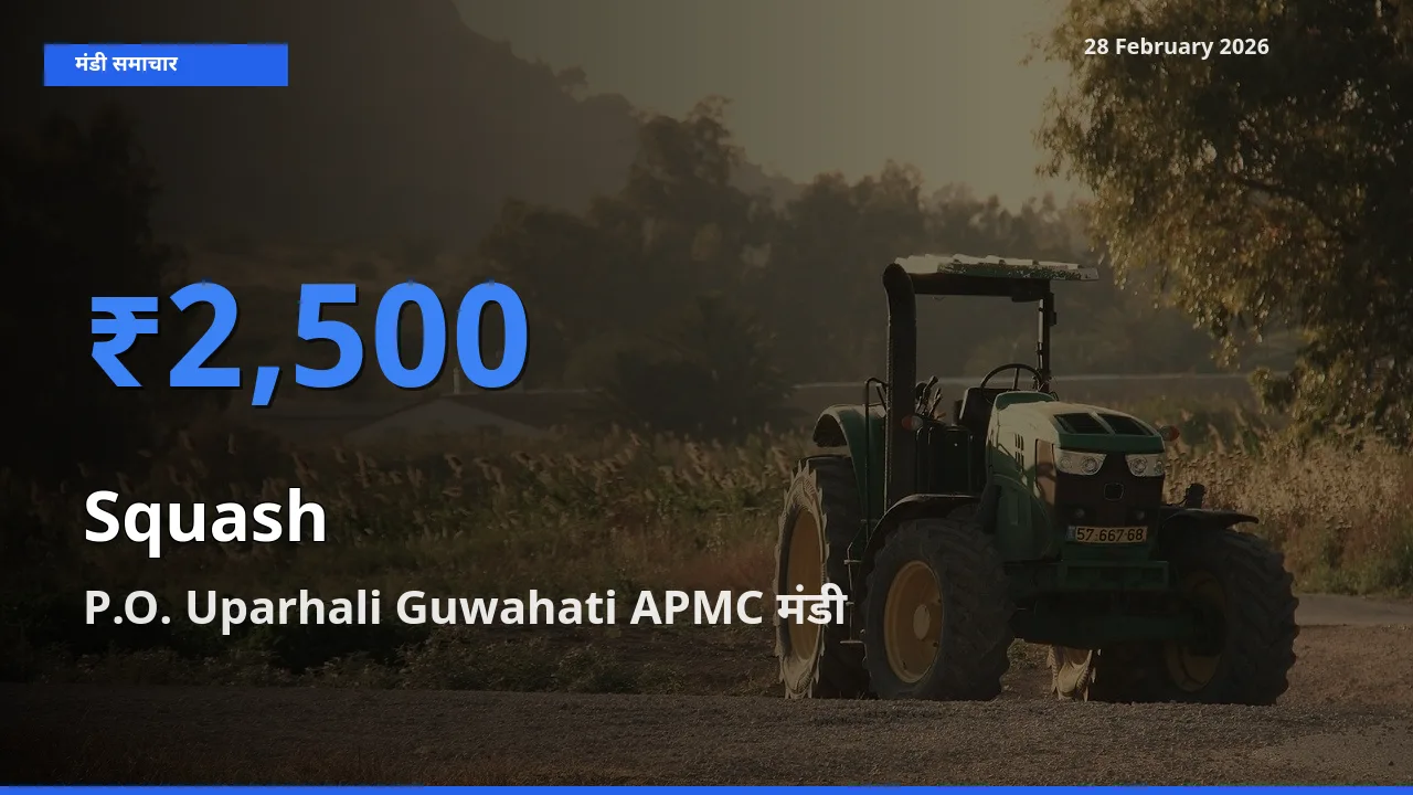 आज का मंडी भाव: Squash के सबसे ज़्यादा दाम P.O. Uparhali Guwahati APMC में