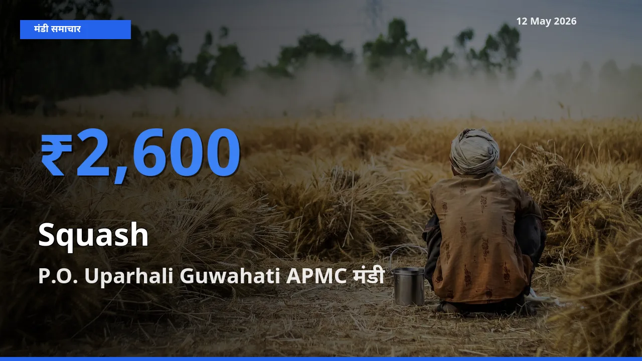 बाज़ार संकेत: P.O. Uparhali Guwahati APMC बना कद्दू (कोहड़ा) के लिए आज की टॉप मंडी