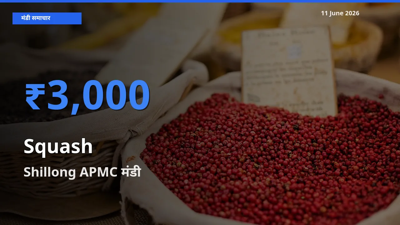 आज कद्दू (कोहड़ा) के सबसे ऊँचे दाम ₹3,000 Shillong APMC मंडी में