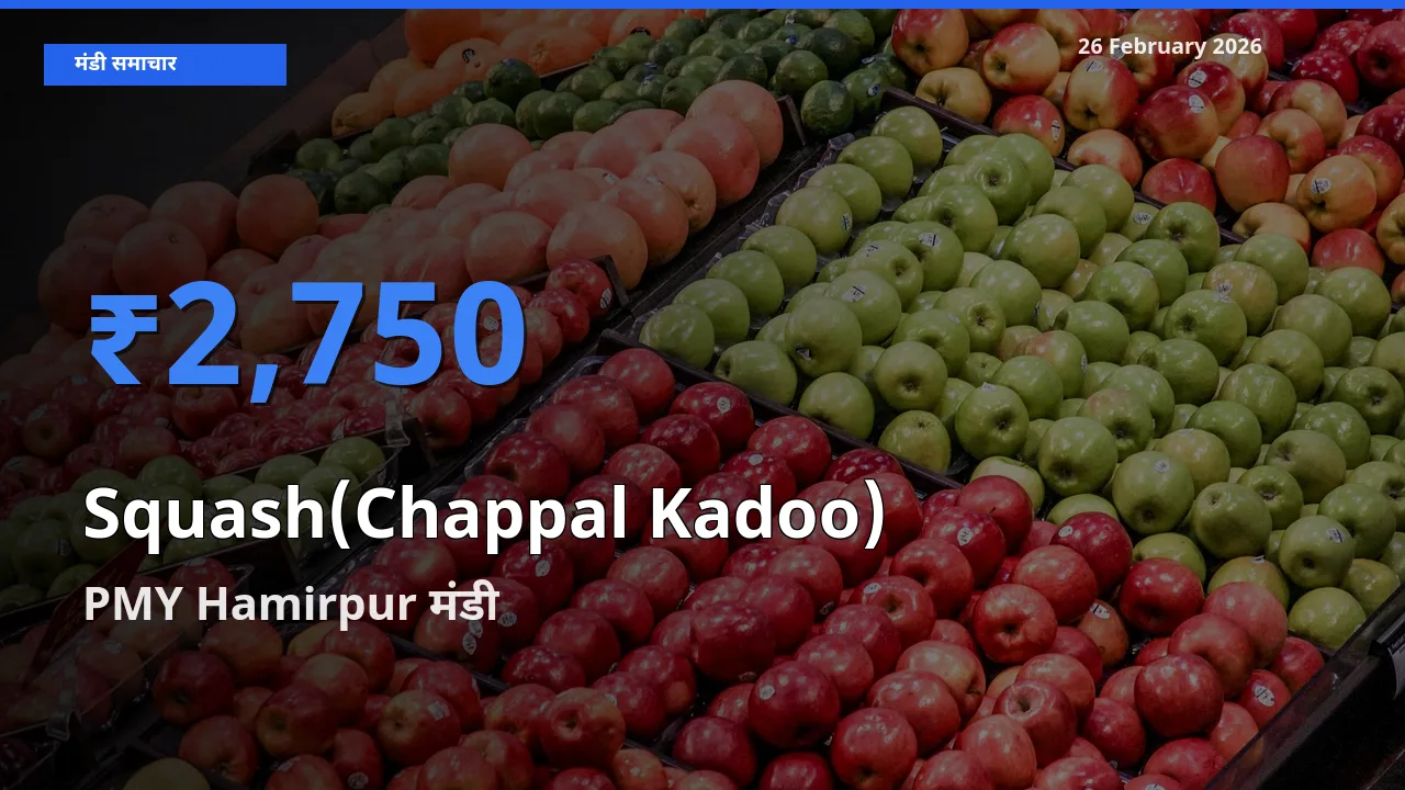 आज Squash(Chappal Kadoo) के सबसे ज़्यादा दाम PMY Hamirpur मंडी में दर्ज