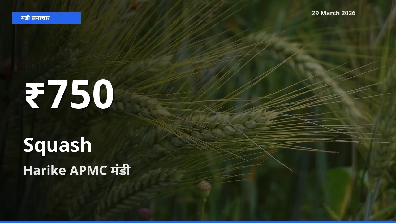 रिकॉर्ड गिरावट नहीं, लेकिन 30 दिन का न्यूनतम! Harike APMC में कद्दू (कोहड़ा) के दाम फिसले