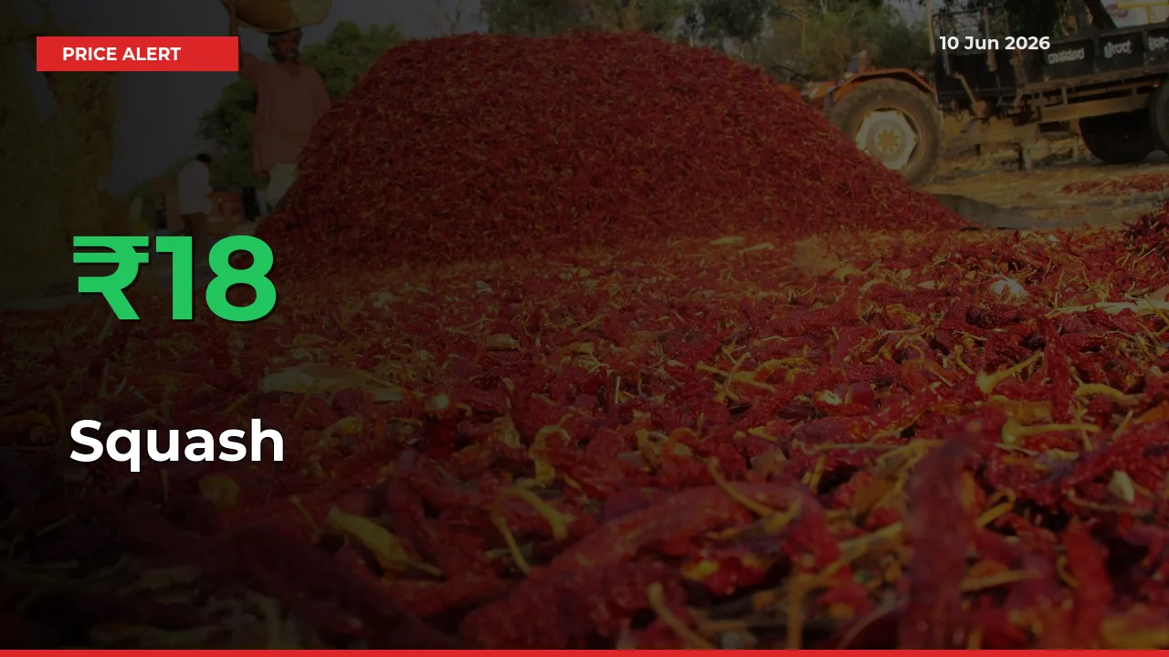 Sharp Jump! Squash Prices Climb 17.54% in 24 Hours at Key Mandis