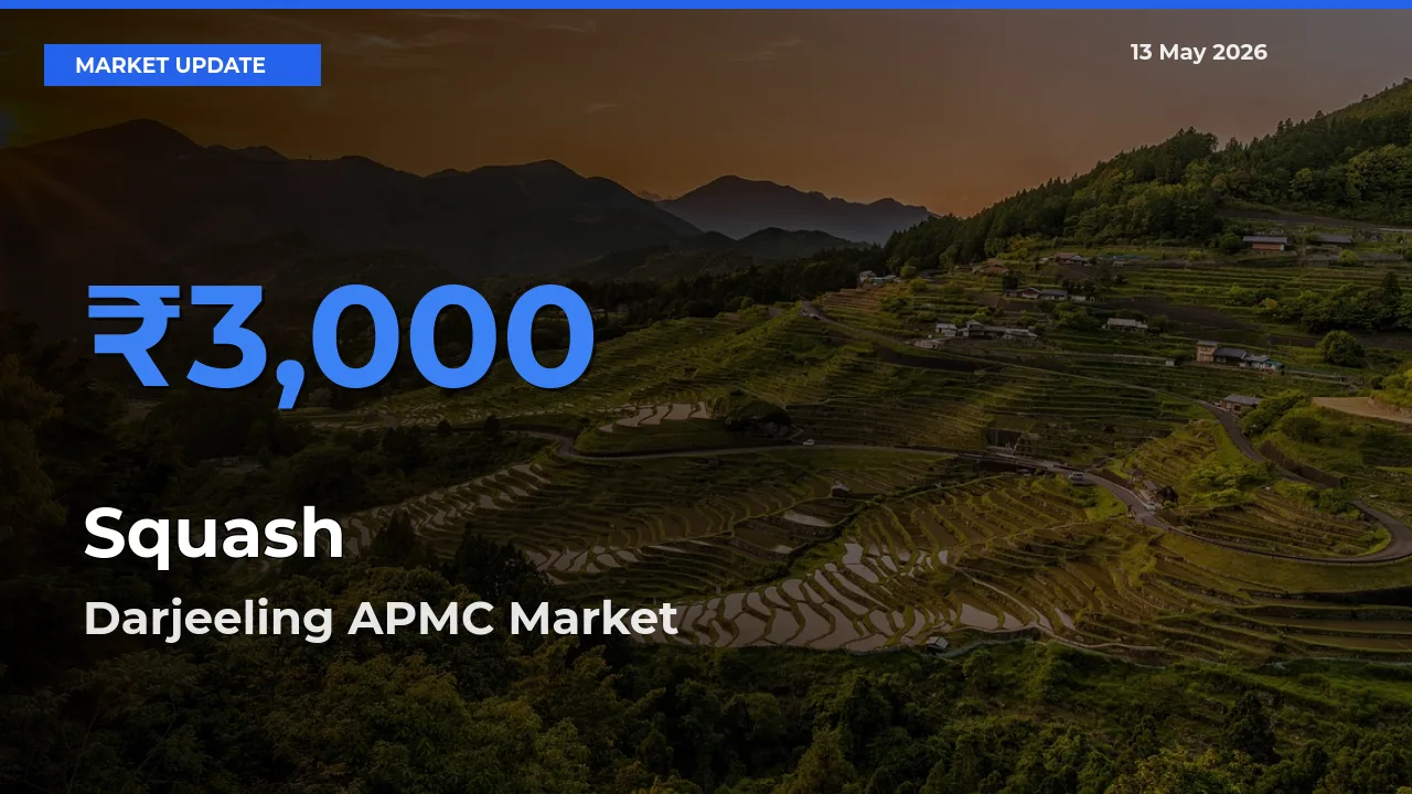 Top Performer! Darjeeling APMC Offers Best Squash Price Today