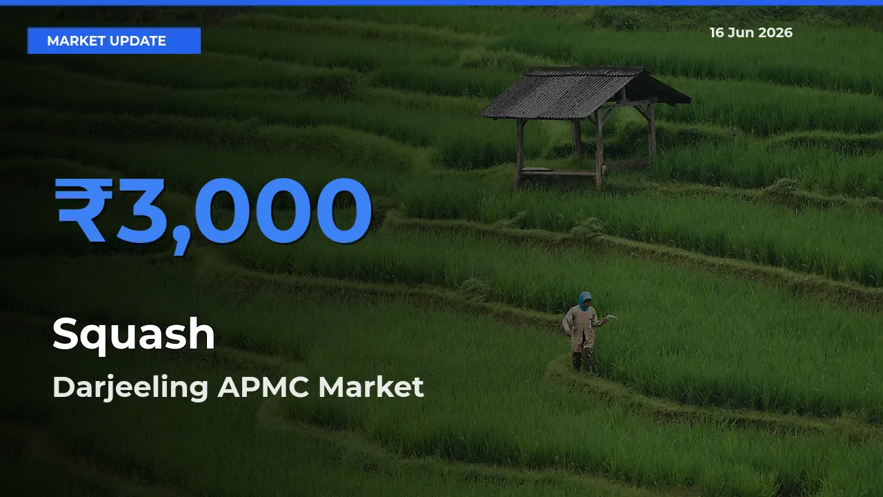 Darjeeling APMC Emerges as Top Mandi for Squash Prices Today