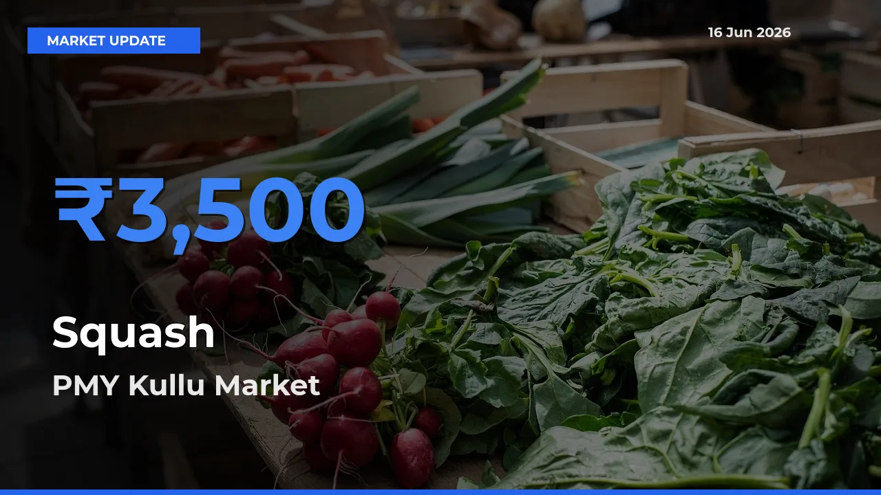 PMY Kullu Leads as Top Mandi for Squash Prices