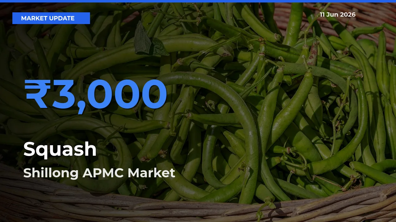 Shillong APMC Leads as Top Mandi for Squash Prices