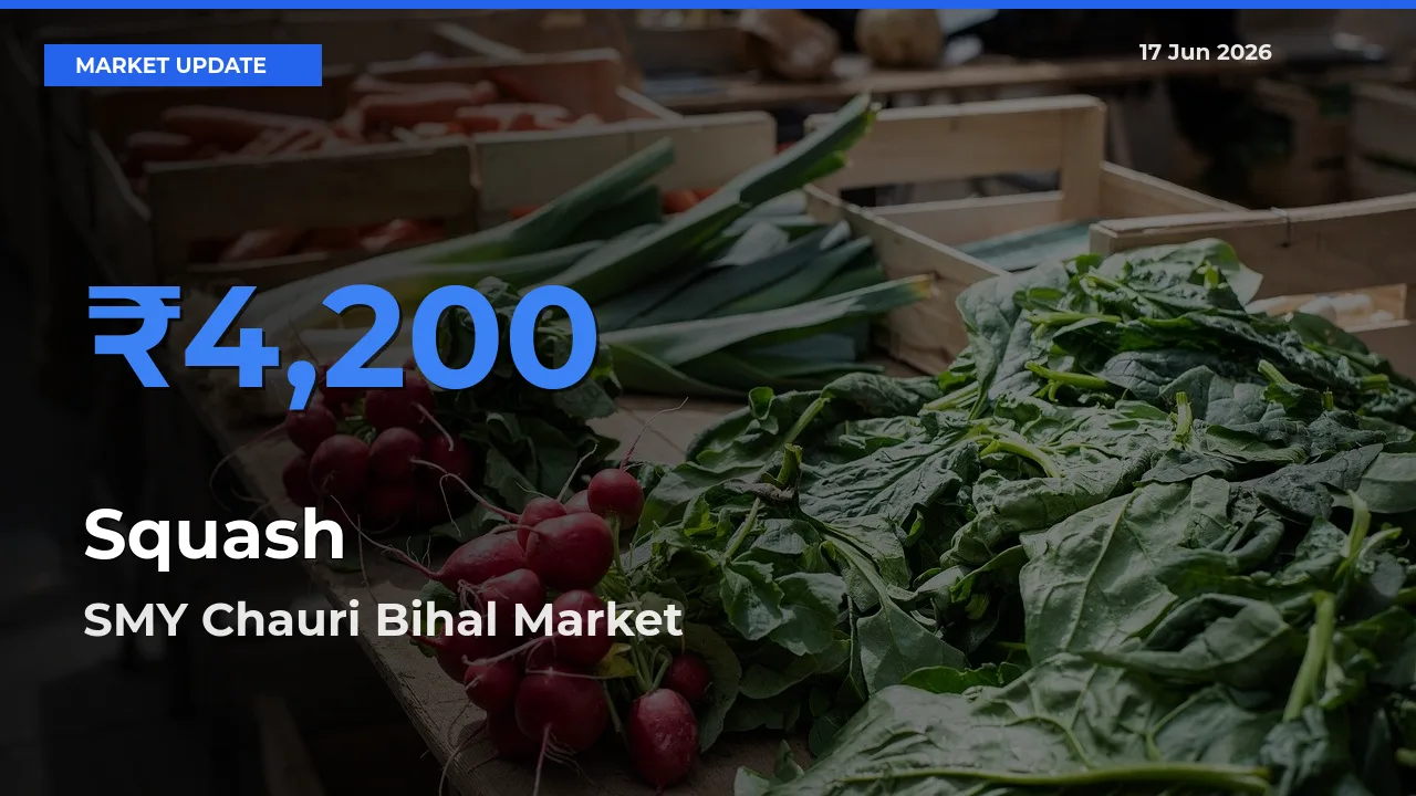 Market Watch: SMY Chauri Bihal Becomes Top Mandi for Squash