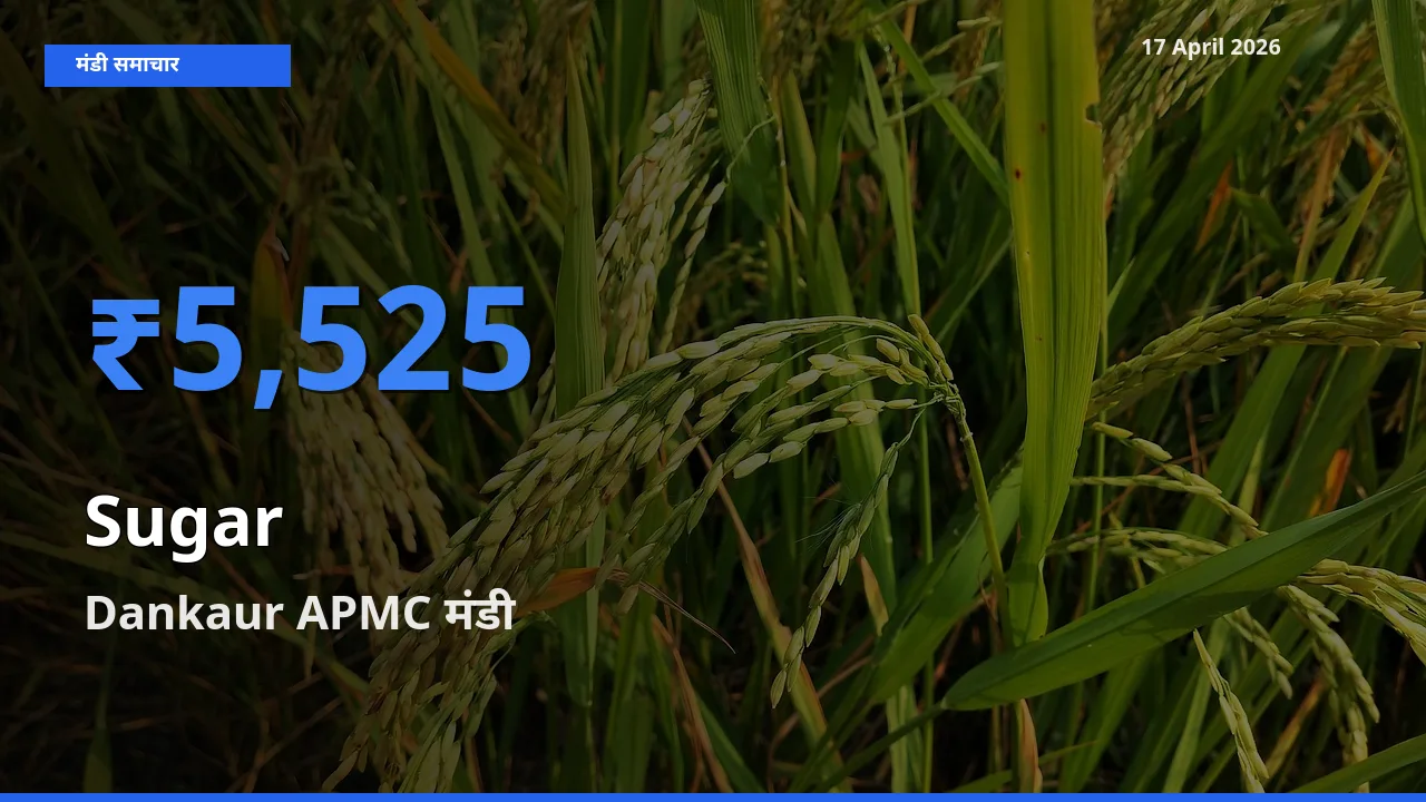 Dankaur APMC मंडी में चीनी ₹5,525 पर पहुँचा – आज का सर्वोच्च भाव