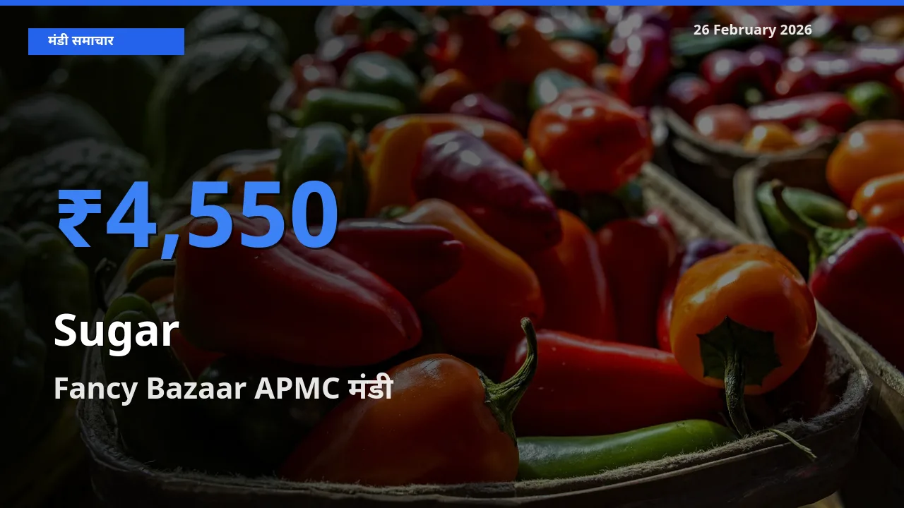आज Sugar के सबसे ज़्यादा दाम Fancy Bazaar APMC मंडी में दर्ज