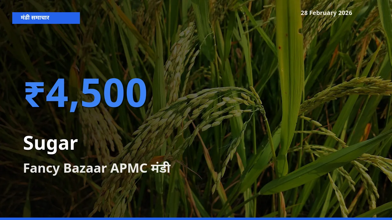 किसानों की पसंद बना Fancy Bazaar APMC, Sugar के सबसे अच्छे दाम