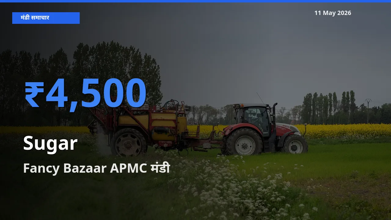 Fancy Bazaar APMC मंडी में चीनी ₹4,500 पर पहुँचा – आज का सर्वोच्च भाव