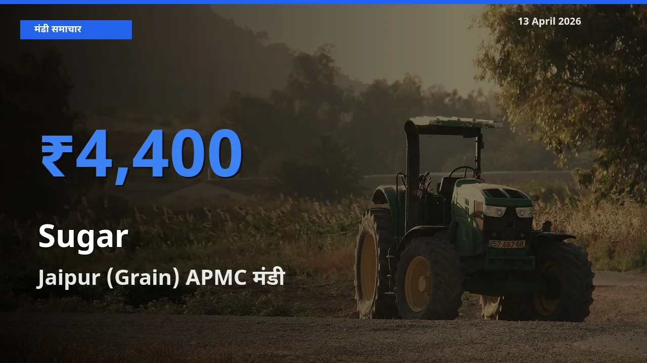 13 April अपडेट: चीनी के सबसे ऊँचे दाम Jaipur (Grain) APMC मंडी में