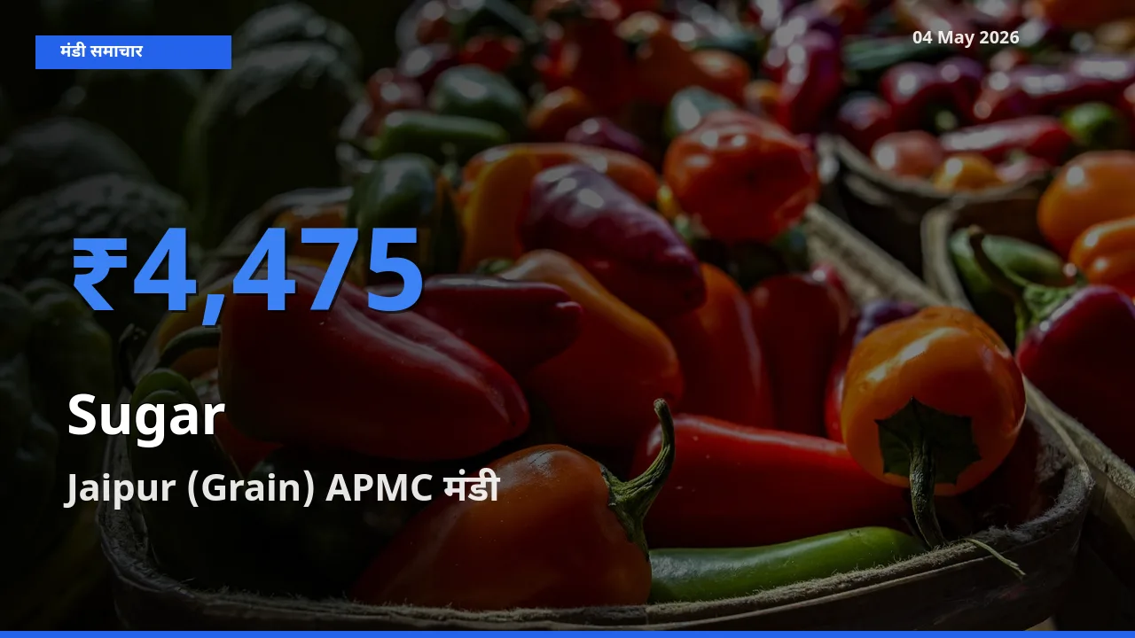 Jaipur (Grain) APMC मंडी में चीनी ₹4,475 पर पहुँचा – आज का सर्वोच्च भाव