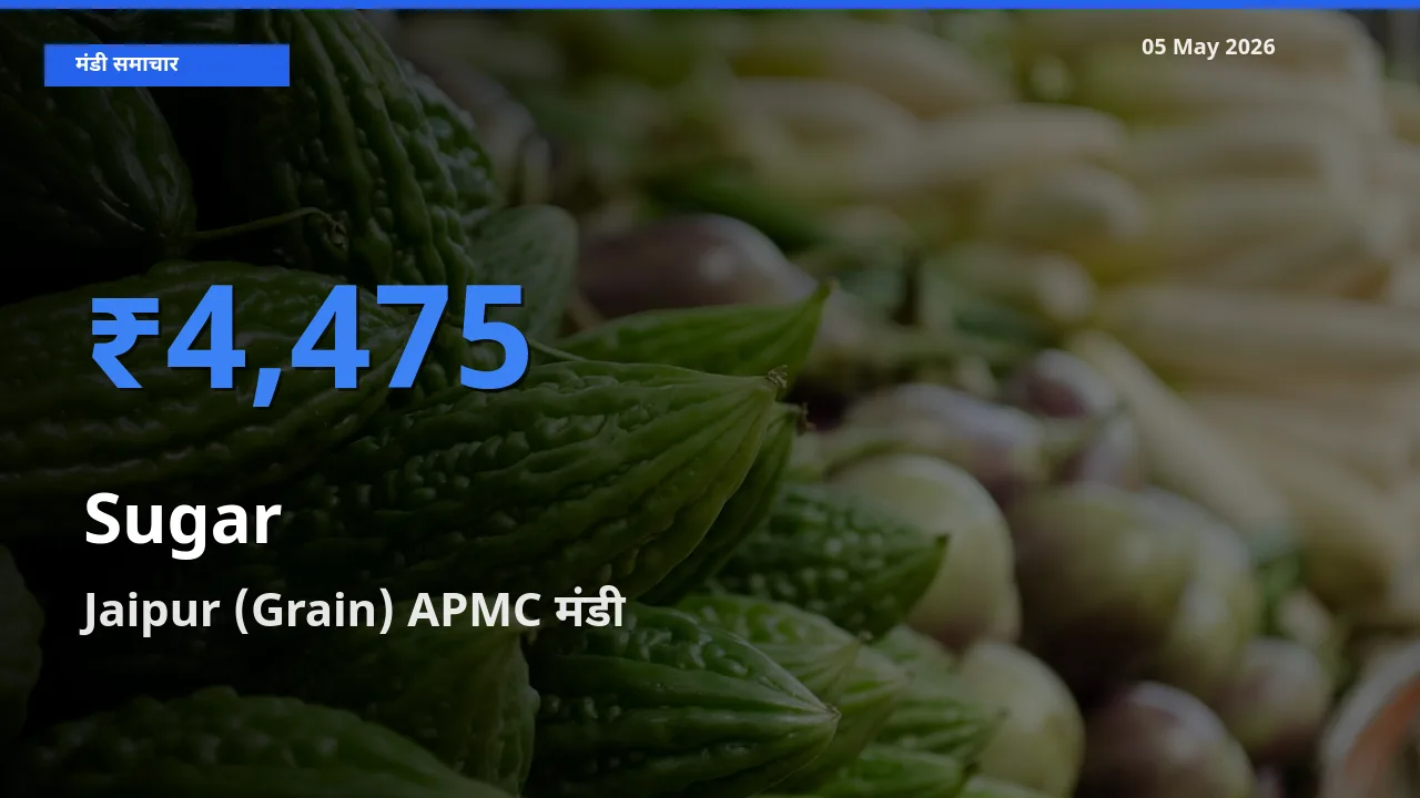 Jaipur (Grain) APMC मंडी में चीनी ₹4,475 पर पहुँचा – आज का सर्वोच्च भाव