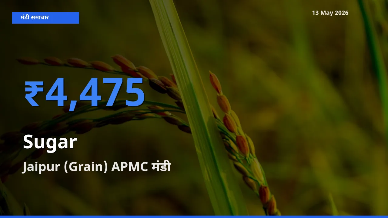 Jaipur (Grain) APMC में चीनी का आज सबसे ऊँचा भाव