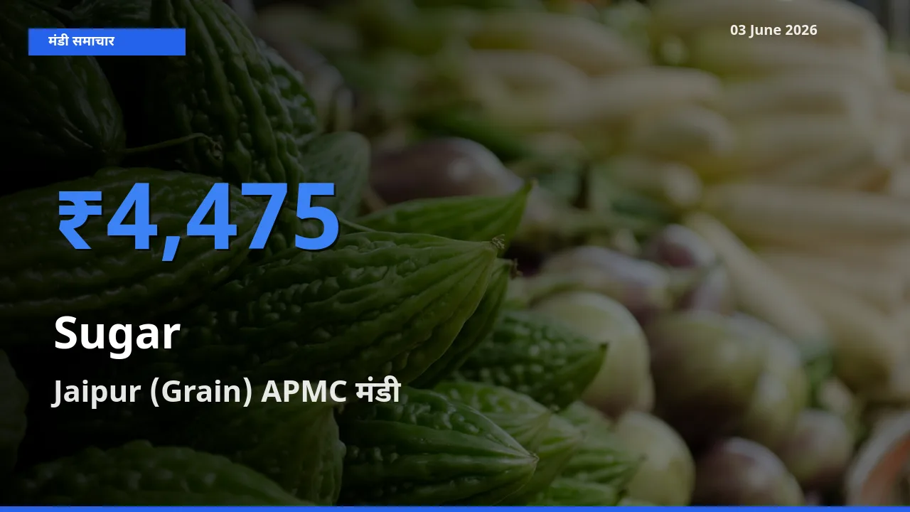 आज का मंडी भाव: चीनी के सबसे ज़्यादा दाम Jaipur (Grain) APMC में