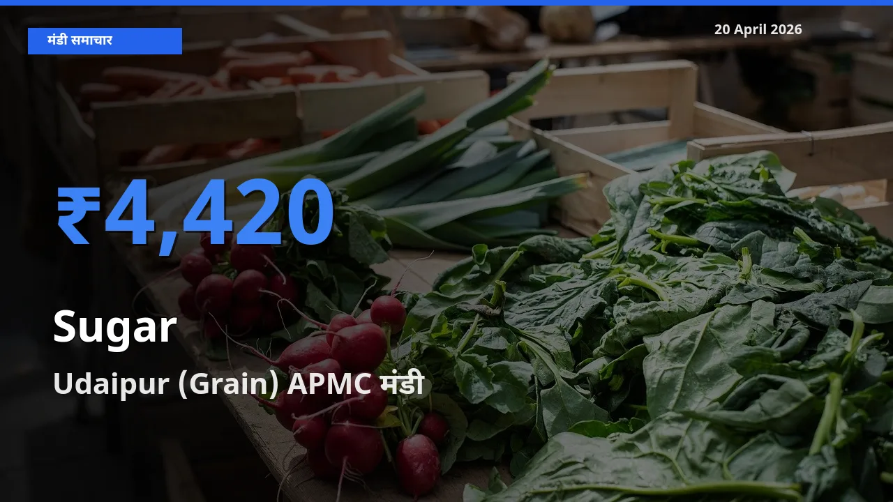 20 April अपडेट: चीनी के सबसे ऊँचे दाम Udaipur (Grain) APMC मंडी में