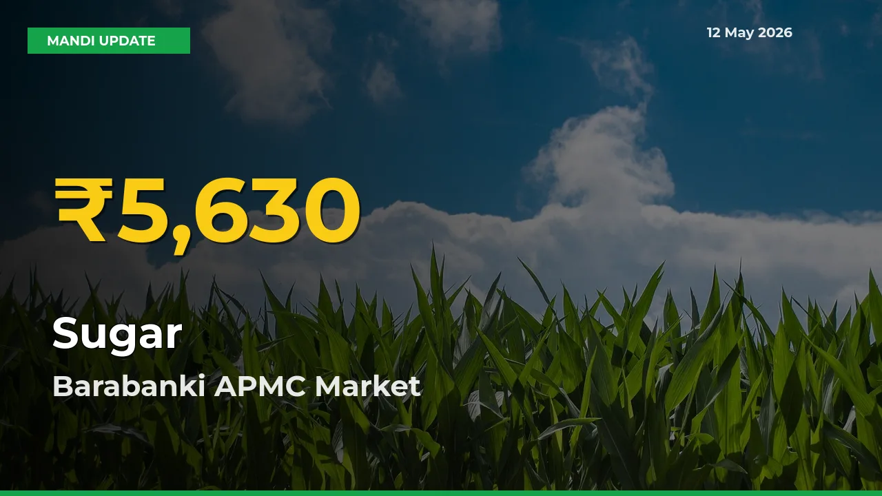 Farmers Benefit as Sugar Rate Touches New High in Barabanki APMC