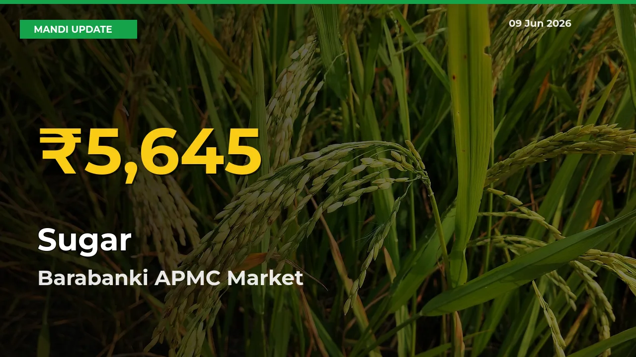 Sugar Prices Soar to Record High in Barabanki APMC – Farmers Alert Today