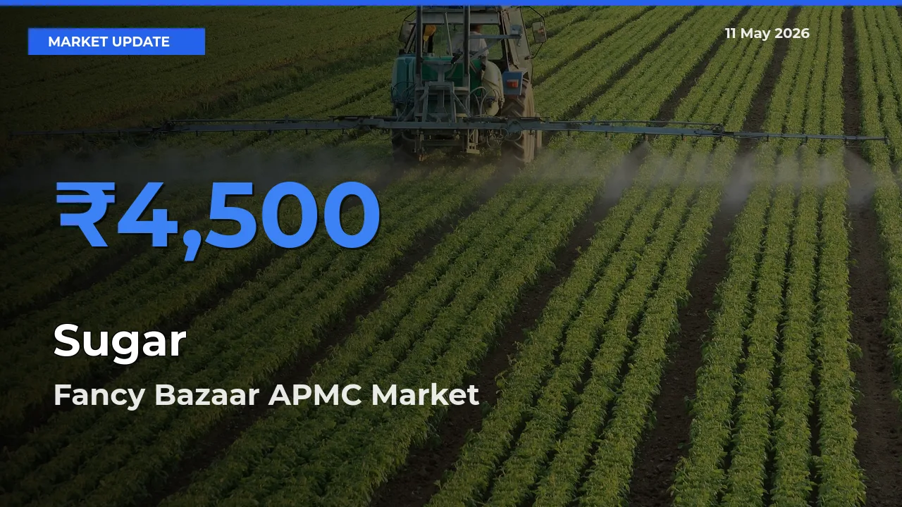 Market Watch: Fancy Bazaar APMC Becomes Top Mandi for Sugar