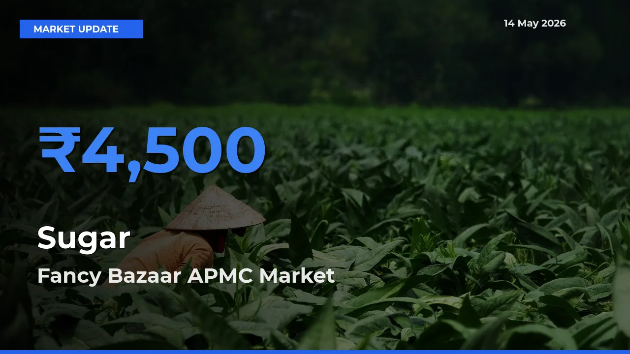 Top Performer! Fancy Bazaar APMC Offers Best Sugar Price Today