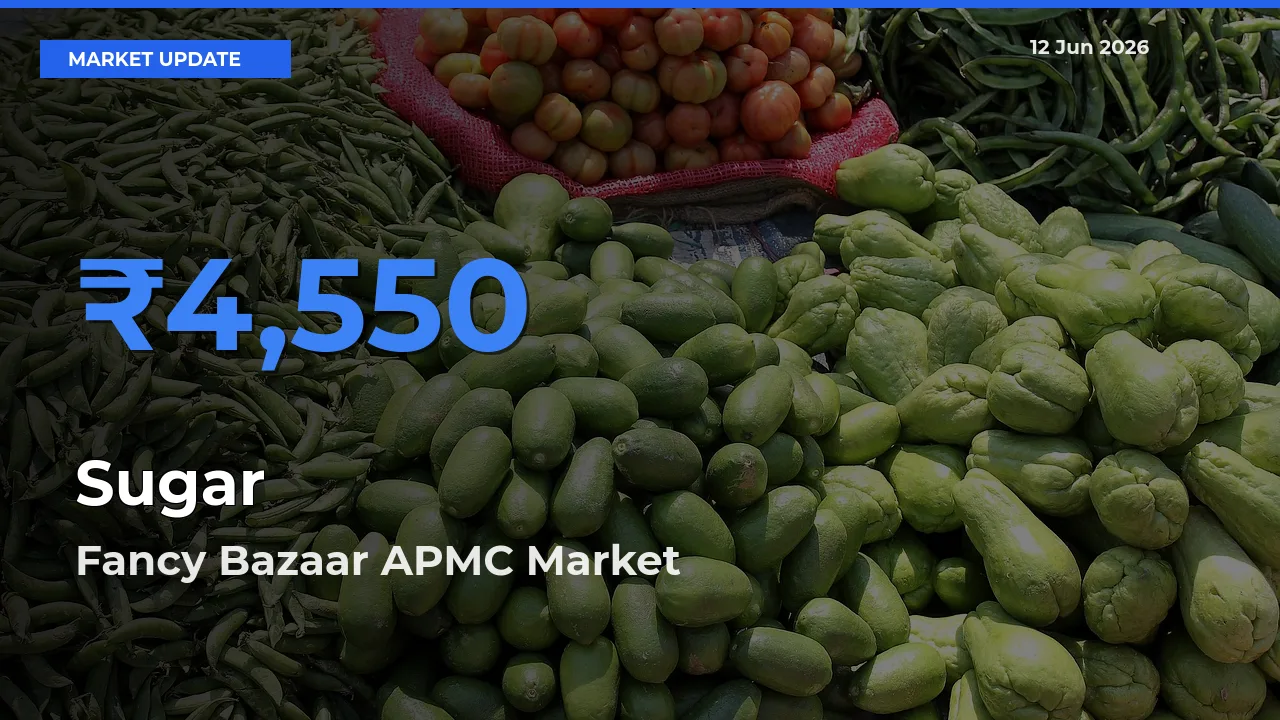 Top Performer! Fancy Bazaar APMC Offers Best Sugar Price Today