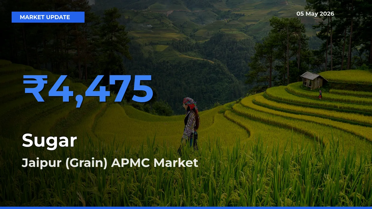 Farmers Prefer Jaipur (Grain) APMC as Sugar Hits Highest Rate