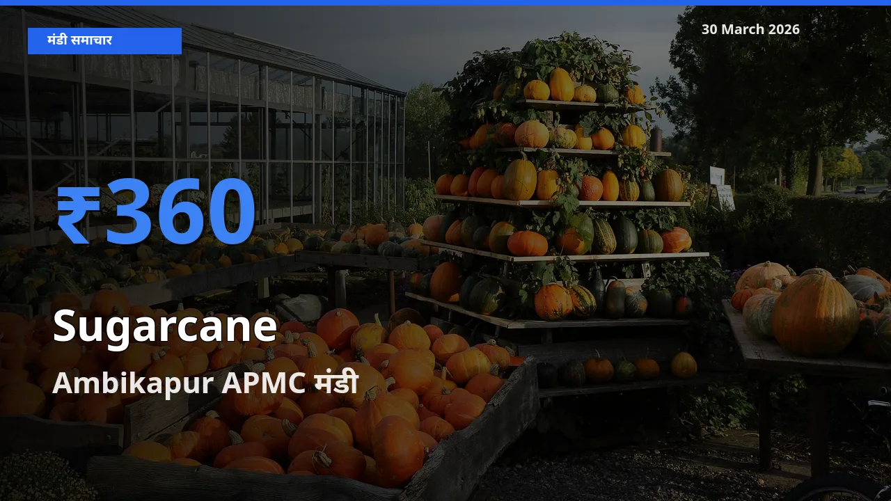आज गन्ना के सबसे ज़्यादा दाम Ambikapur APMC मंडी में दर्ज