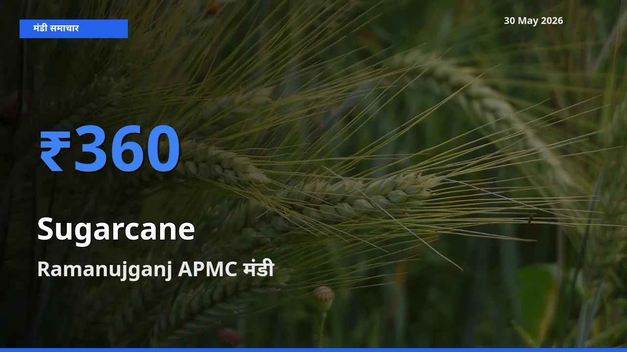 Ramanujganj APMC में गन्ना का आज सबसे ऊँचा भाव