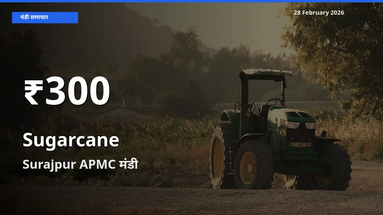 किसानों के लिए चिंता का विषय? Sugarcane के दाम Surajpur APMC में 30 दिन के न्यूनतम स्तर पर