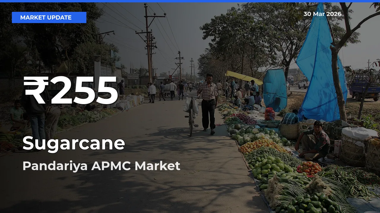 Sugarcane Falls to ₹255 in Pandariya APMC – 30-Day Lowest Rate