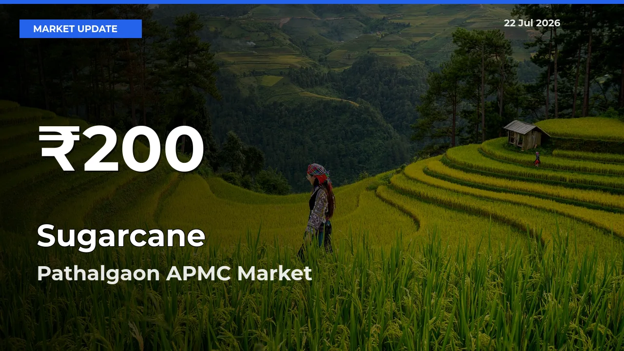 Sharp Fall! Sugarcane Prices Drop to 30-Day Low in Pathalgaon APMC