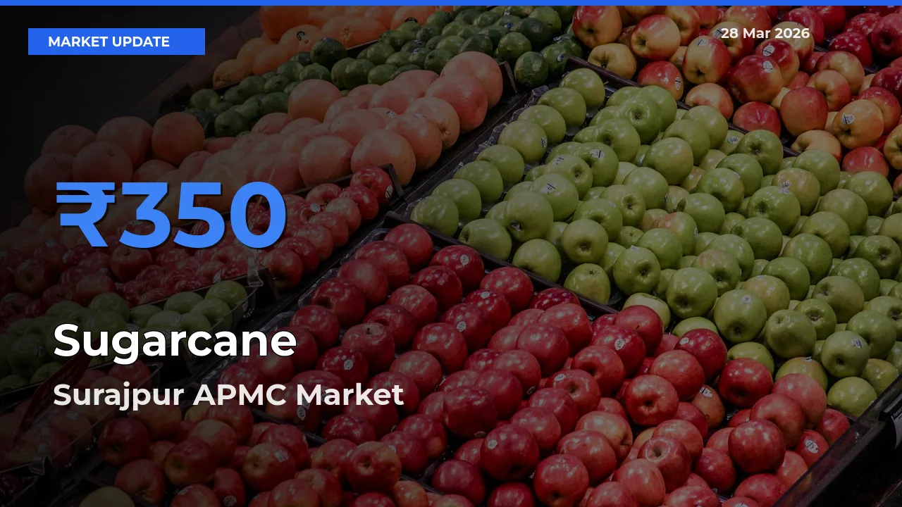 Surajpur APMC Offers ₹350 – Highest Sugarcane Rate Today