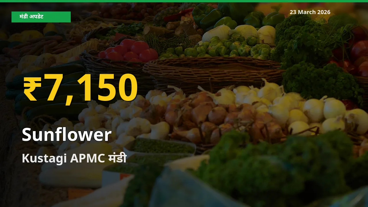 30 दिनों में सबसे ऊँचे स्तर पर सूरजमुखी के दाम, Kustagi APMC में उछाल