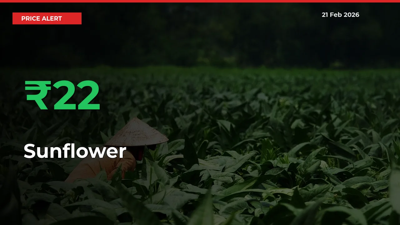 Sunflower Prices Rise 21.98% in a Day at Major Mandis