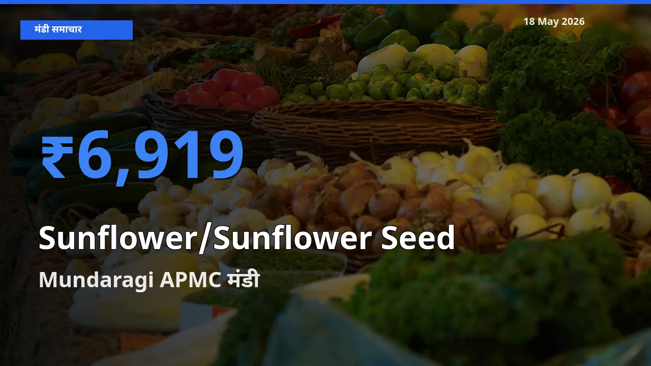 आज सूरजमुखी के बीज के सबसे ऊँचे दाम ₹6,919 Mundaragi APMC मंडी में