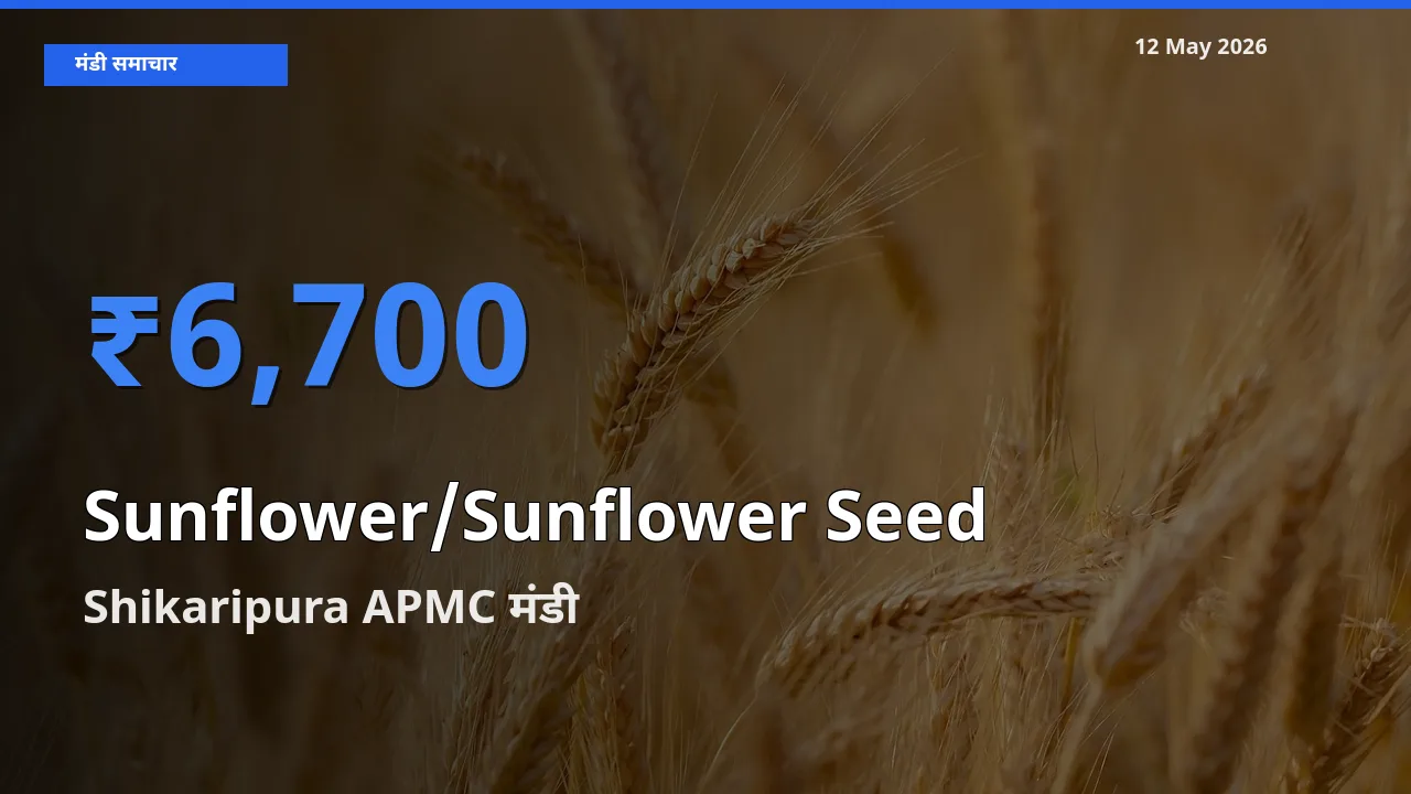 आज सूरजमुखी के बीज के सबसे ऊँचे दाम ₹6,700 Shikaripura APMC मंडी में