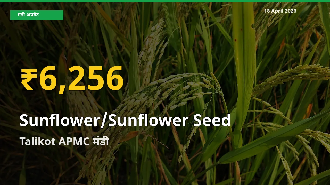 रिकॉर्ड तेज़ी! Talikot APMC में Sunflower/Sunflower Seed ₹6,256 पर पहुँचा