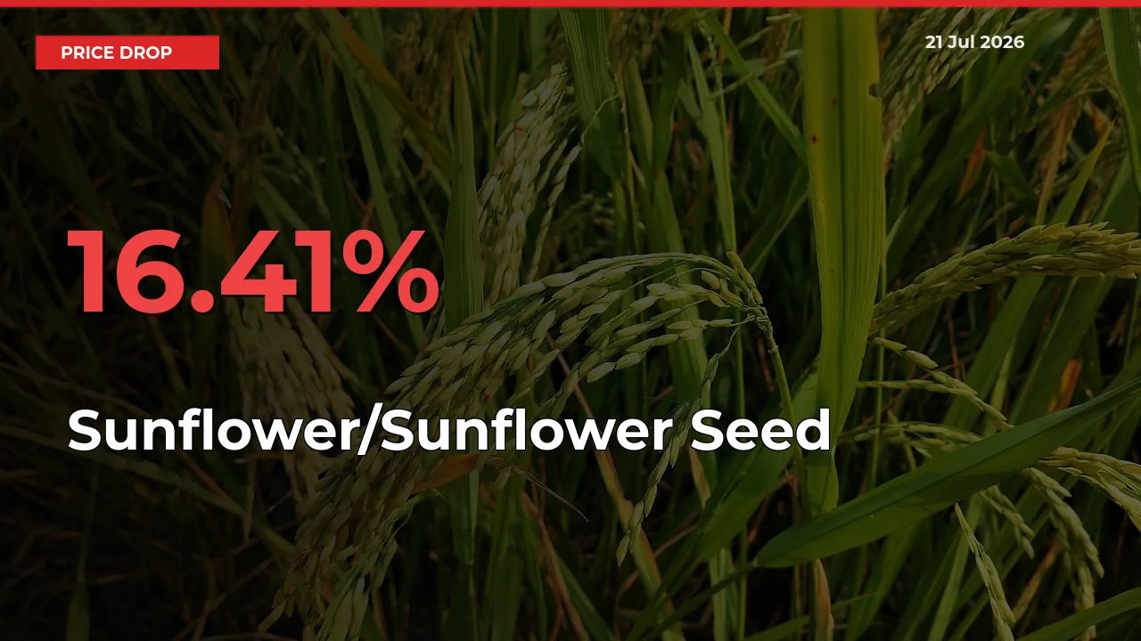 Sunflower/Sunflower Seed Mandi Rate Today: Prices Fall 16.41% at Market