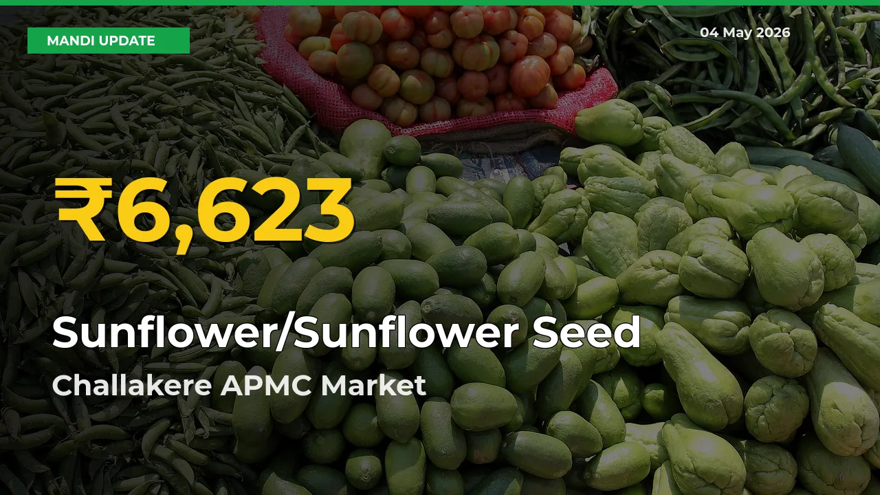 Sunflower/Sunflower Seed Mandi Rate Surges Today in Challakere APMC – Highest Level in 30 Days