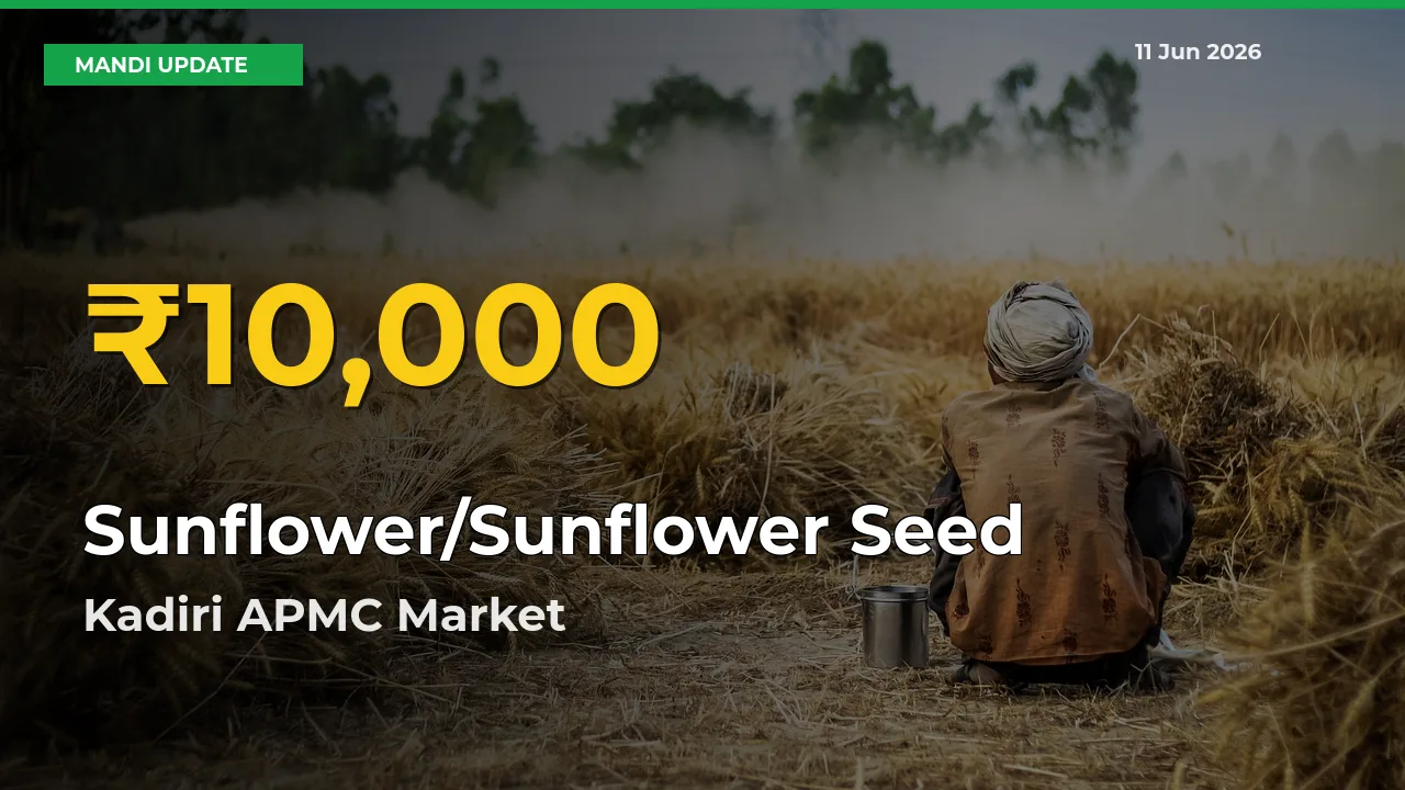 Farmers Benefit as Sunflower/Sunflower Seed Rate Touches New High in Kadiri APMC